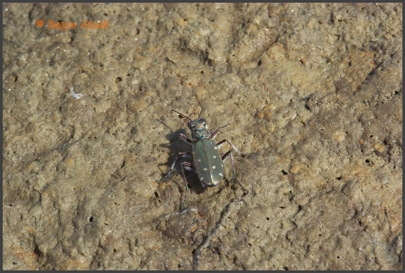 Calomera littoralis nemoralis